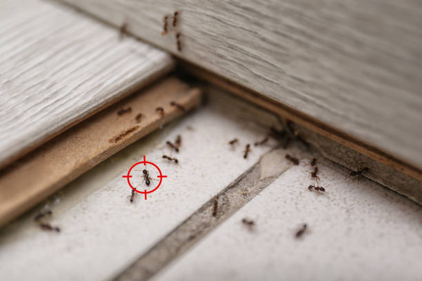 Best Wasp Removal Services  in Woodville, MS
