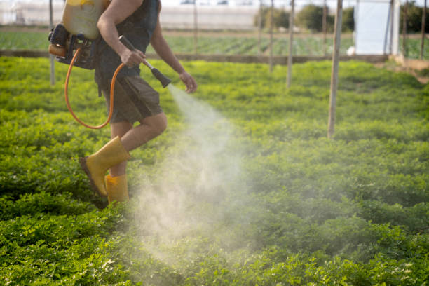 Best Pest Control for Homes  in Woodville, MS