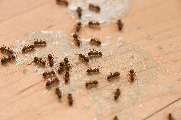 Best Pest Inspection Near Me  in Woodville, MS