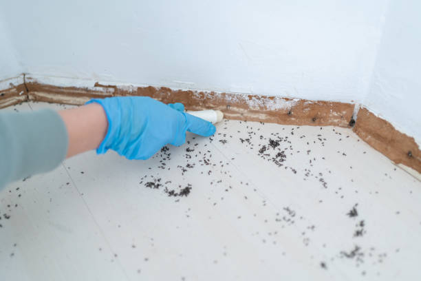 Best Affordable Pest Control Services  in Woodville, MS